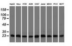 CLPP Antibody in Western Blot (WB)