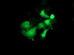 PYCRL Antibody in Immunocytochemistry (ICC/IF)