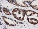 PYCRL Antibody in Immunohistochemistry (Paraffin) (IHC (P))