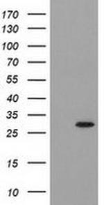 PYCRL Antibody in Western Blot (WB)