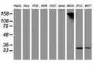 PYCRL Antibody in Western Blot (WB)