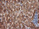 GRHPR Antibody in Immunohistochemistry (Paraffin) (IHC (P))