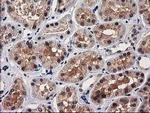 GRHPR Antibody in Immunohistochemistry (Paraffin) (IHC (P))