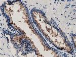 Annexin A3 Antibody in Immunohistochemistry (Paraffin) (IHC (P))