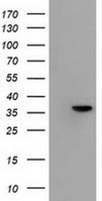 Annexin A3 Antibody in Western Blot (WB)