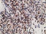 LMAN1 Antibody in Immunohistochemistry (Paraffin) (IHC (P))