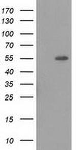 LMAN1 Antibody in Western Blot (WB)