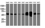 LMAN1 Antibody in Western Blot (WB)