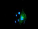 LMAN1 Antibody in Immunocytochemistry (ICC/IF)