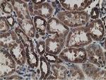 LMAN1 Antibody in Immunohistochemistry (Paraffin) (IHC (P))