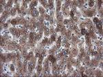 LMAN1 Antibody in Immunohistochemistry (Paraffin) (IHC (P))