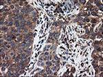 LMAN1 Antibody in Immunohistochemistry (Paraffin) (IHC (P))