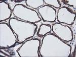 LMAN1 Antibody in Immunohistochemistry (Paraffin) (IHC (P))