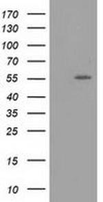 LMAN1 Antibody in Western Blot (WB)