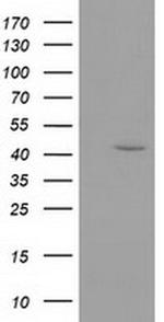 GMDS Antibody in Western Blot (WB)