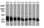 GALE Antibody in Western Blot (WB)