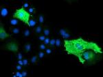 Bestrophin 3 Antibody in Immunocytochemistry (ICC/IF)