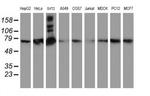 SAMHD1 Antibody in Western Blot (WB)