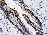 HSP40 Antibody in Immunohistochemistry (Paraffin) (IHC (P))