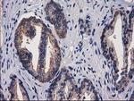 PACSIN3 Antibody in Immunohistochemistry (Paraffin) (IHC (P))