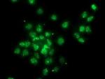 Gephyrin Antibody in Immunocytochemistry (ICC/IF)