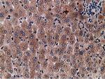 Gephyrin Antibody in Immunohistochemistry (Paraffin) (IHC (P))