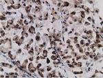 Gephyrin Antibody in Immunohistochemistry (Paraffin) (IHC (P))