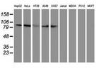 Gephyrin Antibody in Western Blot (WB)