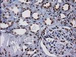 CTDSP1 Antibody in Immunohistochemistry (Paraffin) (IHC (P))