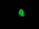 PPM1G Antibody in Immunocytochemistry (ICC/IF)