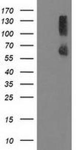 PPM1G Antibody in Western Blot (WB)