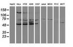 PPM1G Antibody in Western Blot (WB)