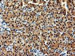 LMAN1 Antibody in Immunohistochemistry (Paraffin) (IHC (P))