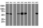 LMAN1 Antibody in Western Blot (WB)