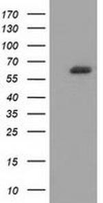 GBP5 Antibody in Western Blot (WB)