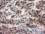 MMAA Antibody in Immunohistochemistry (Paraffin) (IHC (P))