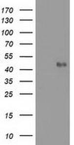 MMAA Antibody in Western Blot (WB)