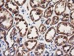 MMAA Antibody in Immunohistochemistry (Paraffin) (IHC (P))