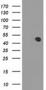 MMAA Antibody in Western Blot (WB)