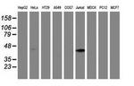 MMAA Antibody in Western Blot (WB)