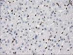 ATP6V1F Antibody in Immunohistochemistry (Paraffin) (IHC (P))