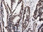 ATP6V1F Antibody in Immunohistochemistry (Paraffin) (IHC (P))