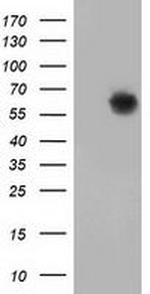 GBP5 Antibody in Western Blot (WB)