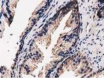 FAM40A Antibody in Immunohistochemistry (Paraffin) (IHC (P))