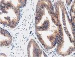 FAM40A Antibody in Immunohistochemistry (Paraffin) (IHC (P))