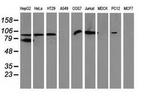 Gephyrin Antibody in Western Blot (WB)