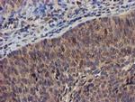 DCLRE1B Antibody in Immunohistochemistry (Paraffin) (IHC (P))