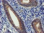 DCLRE1B Antibody in Immunohistochemistry (Paraffin) (IHC (P))