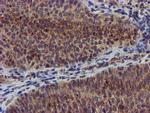 CHCHD5 Antibody in Immunohistochemistry (Paraffin) (IHC (P))