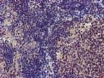 CHCHD5 Antibody in Immunohistochemistry (Paraffin) (IHC (P))